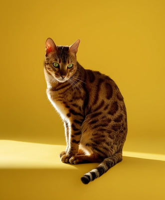 The 3 Most Dangerous First Adventure Mistakes (That Could Traumatise Your Cat)
