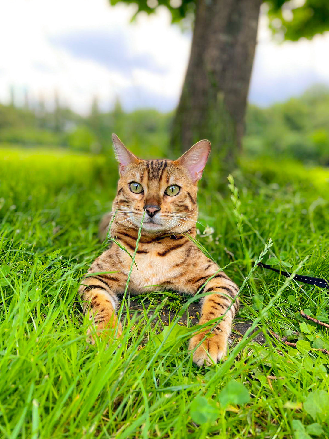 Why Your Cat Hates Their Harness (And the 3-Minute Daily Fix)