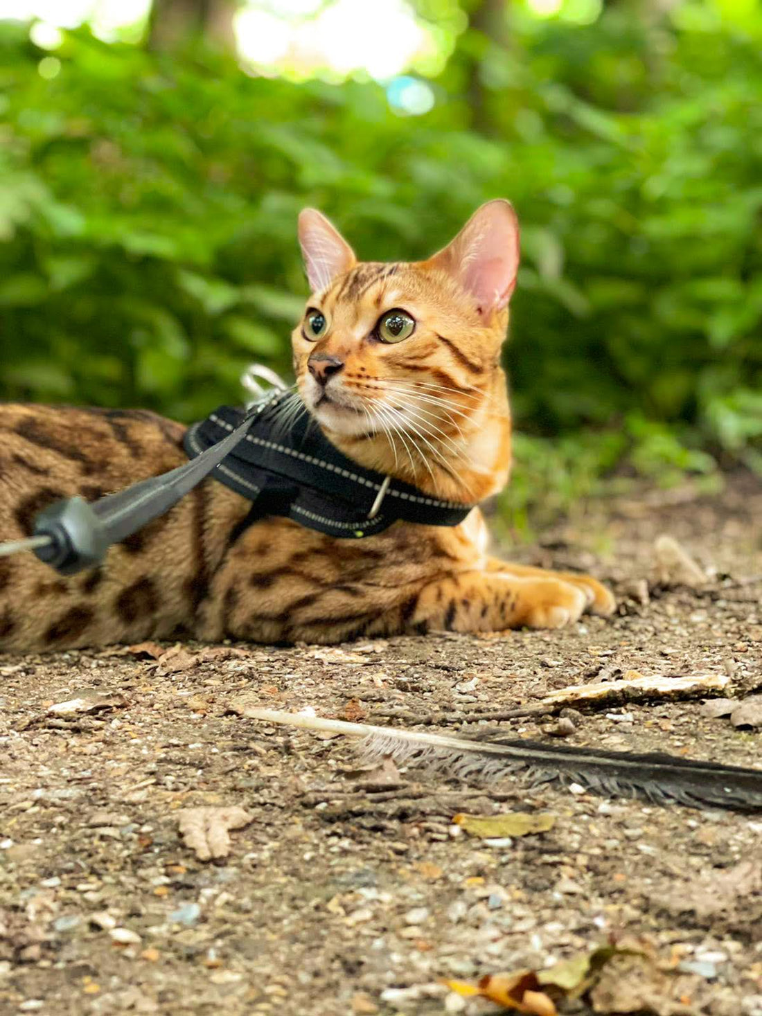 Choosing the Right Cat Harness: A Complete Size & Fit Guide