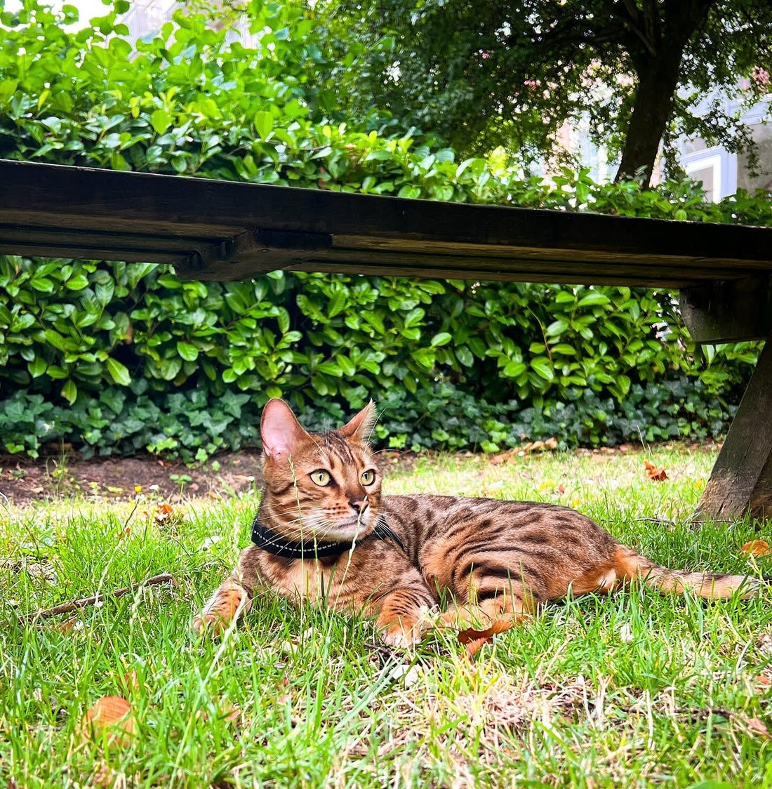Little Journeys, Big Joy: Cat Adventures in the City