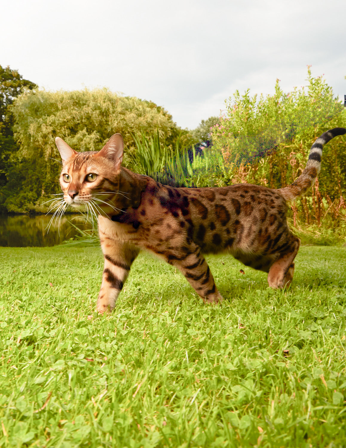 Adventure Cat Gear Checklist: Everything You Need