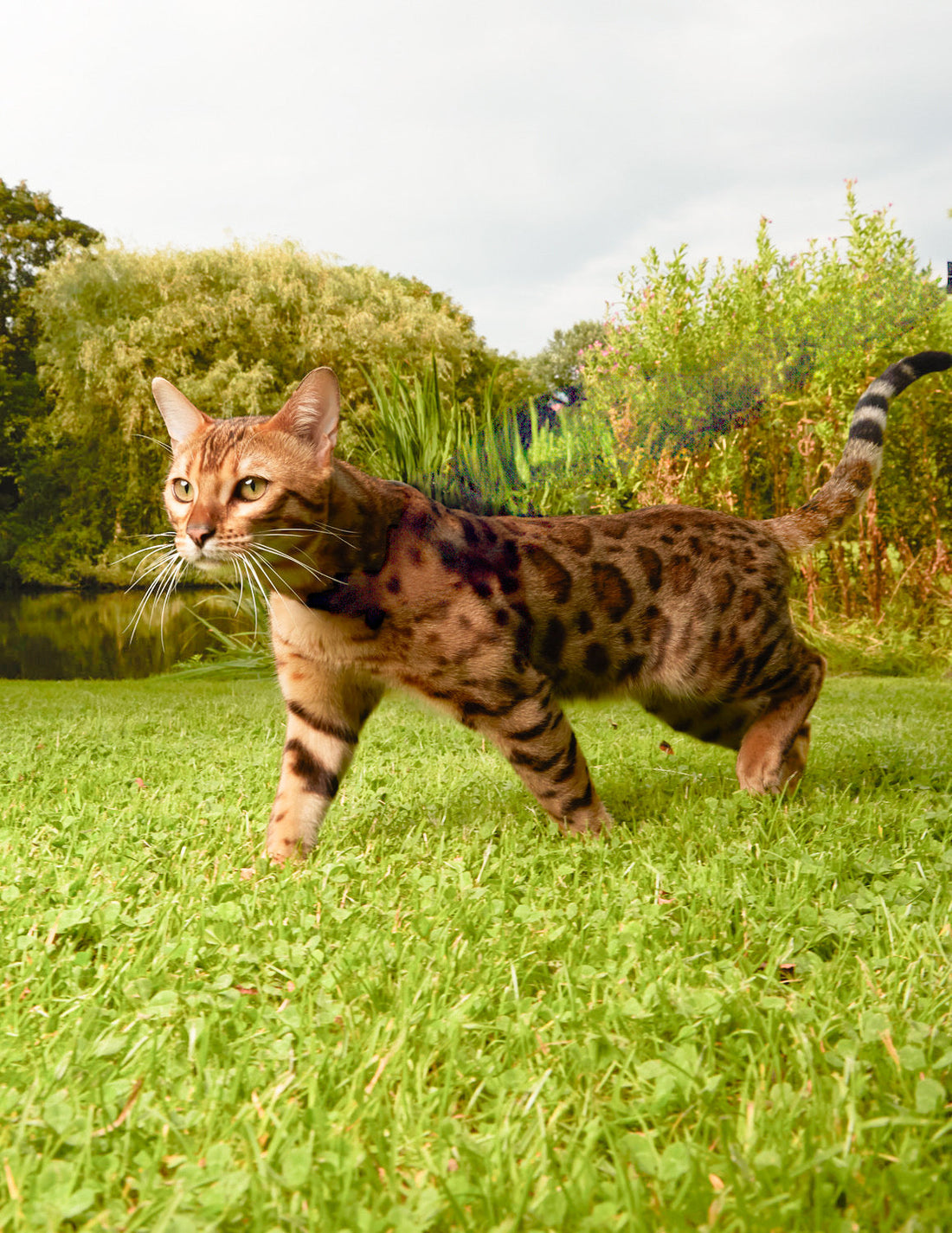 Is Your Indoor Cat Ready for Outdoor Adventures? 5 Signs to Know