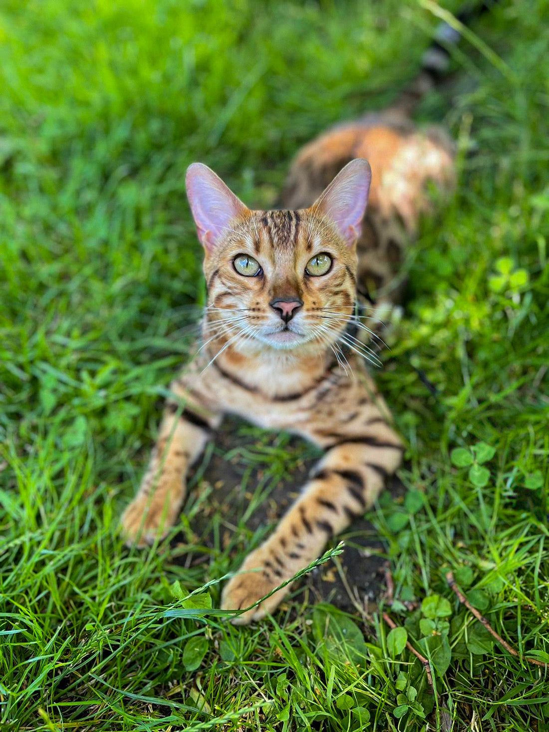 Urban Adventure Training: Why City Cats Need Different Skills