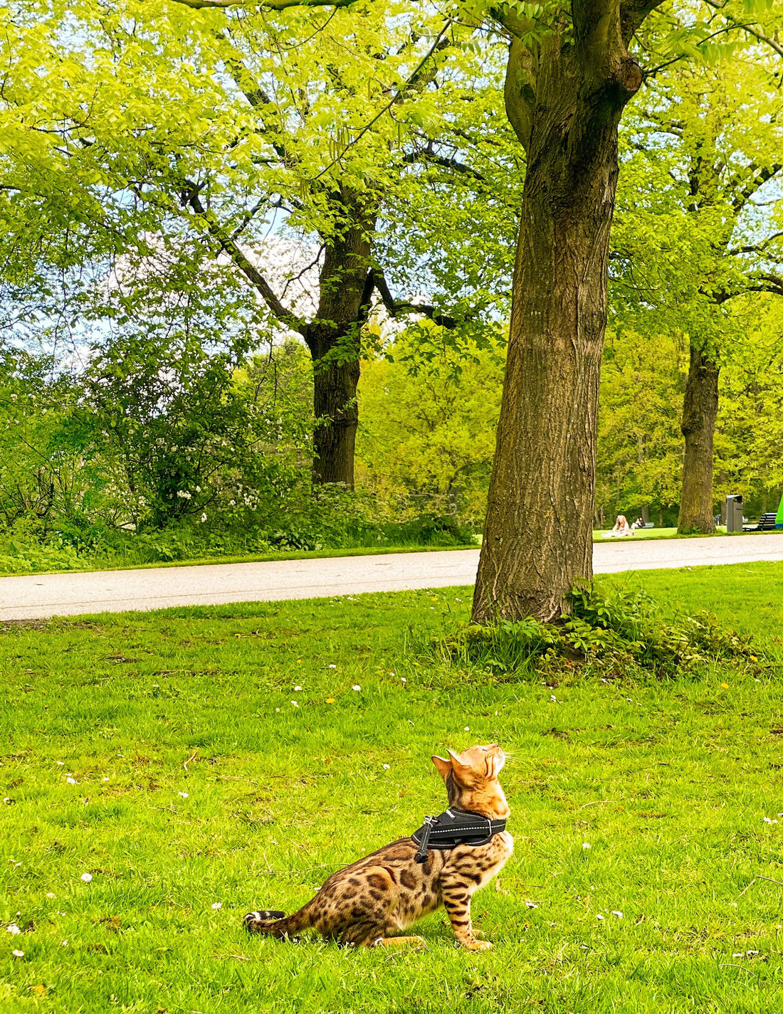 From Indoors to Outdoors: The Benefits of Cat Enrichment Play