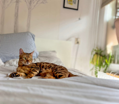 From Couch Potato to Adventure Cat: Luna’s 30-Day Transformation