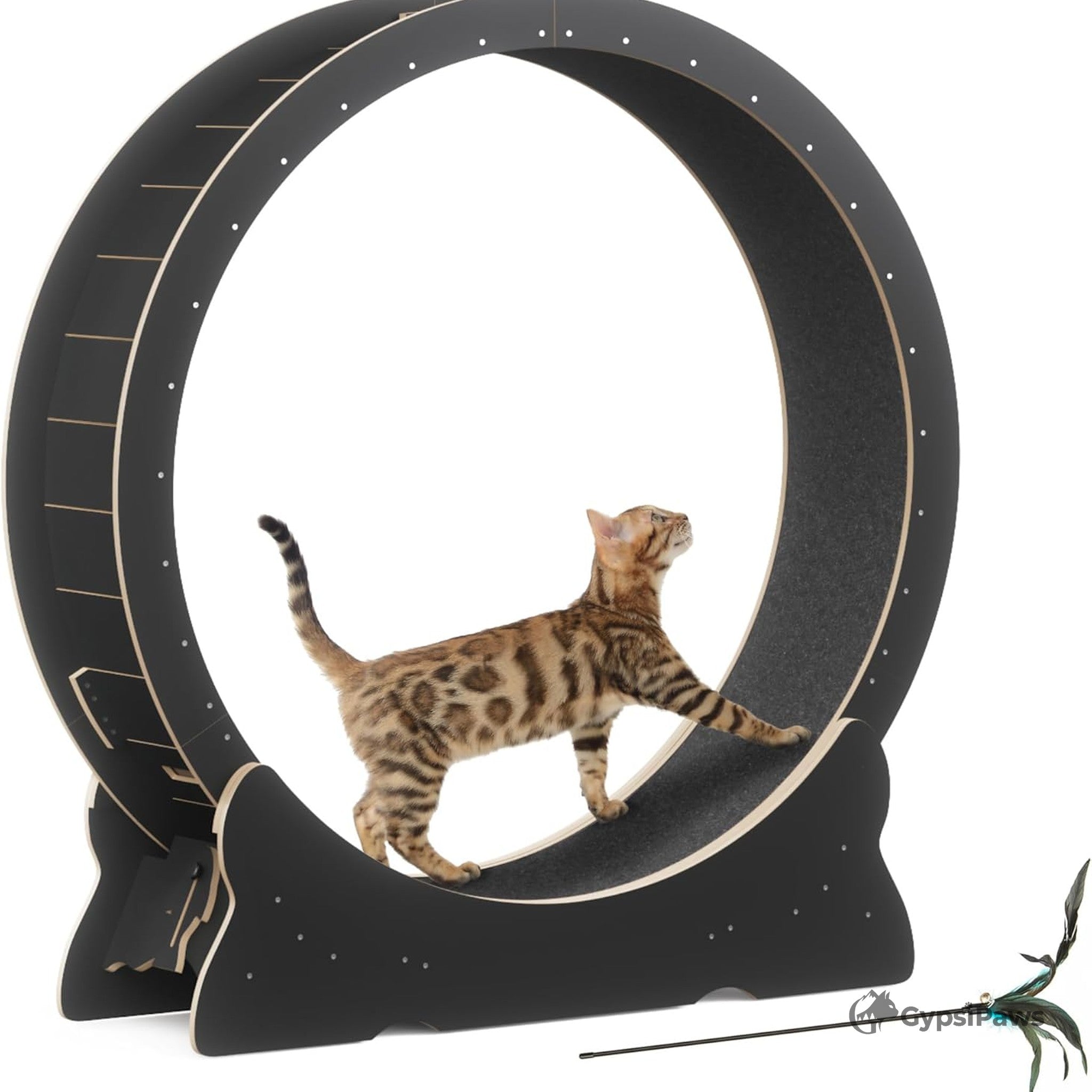 Cat playing with a large black and gold exercise wheel on a white background