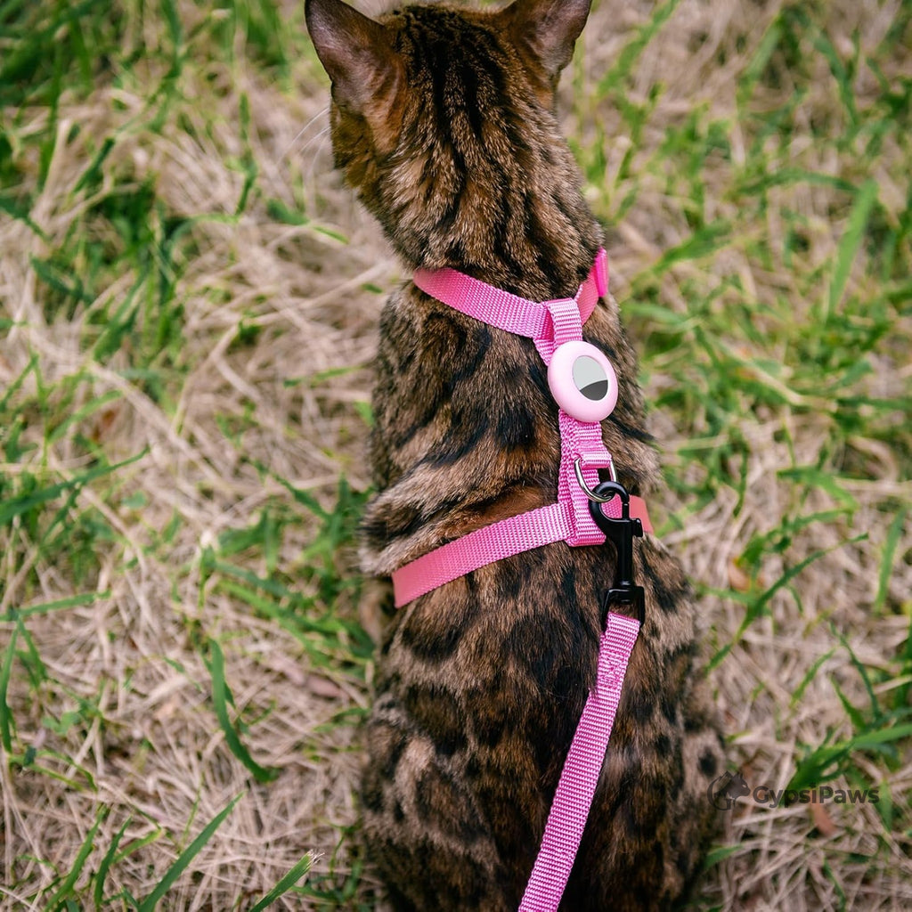 Cat wearing a pink harness and leash on grass