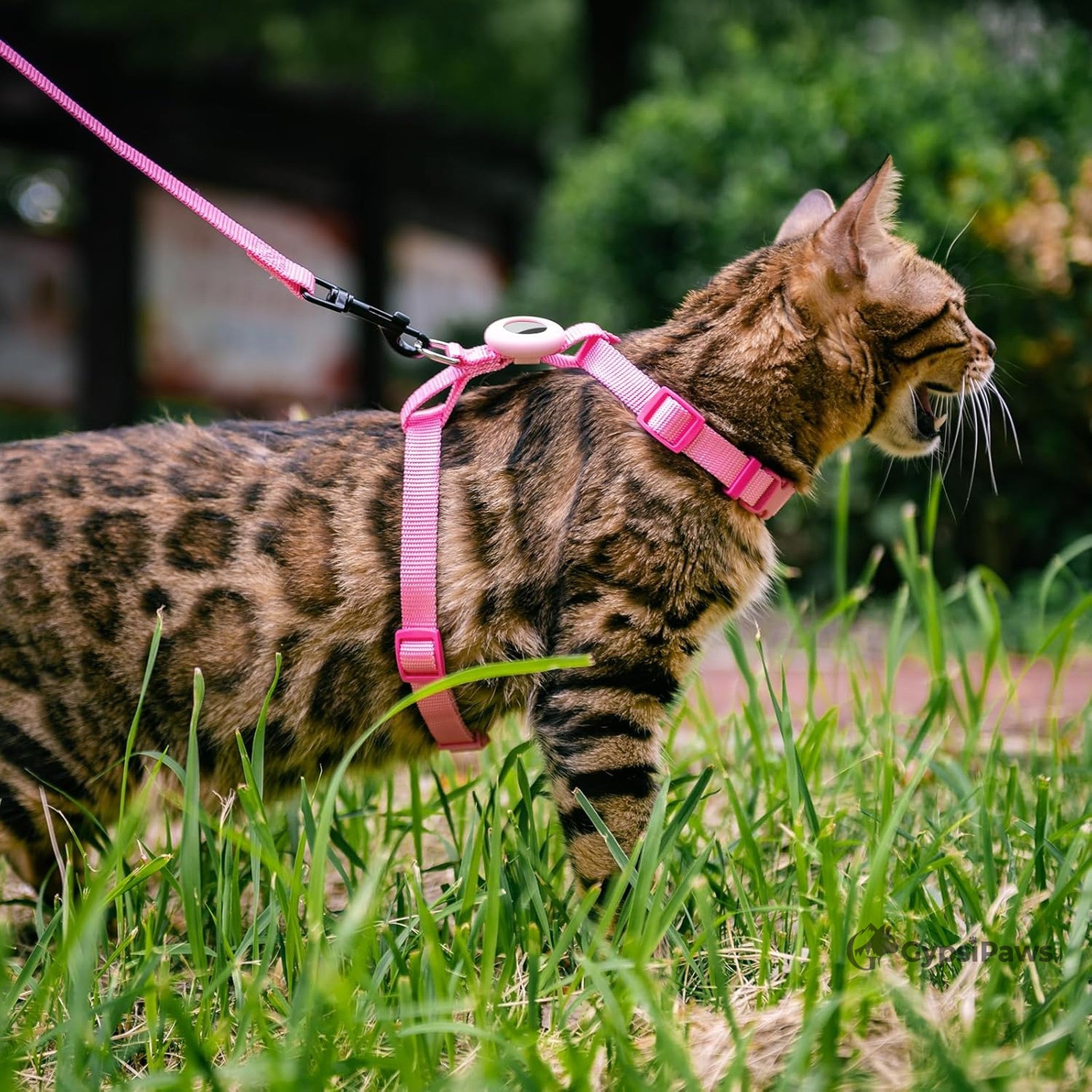 Cat wearing a pink harness and leash in a grassy area