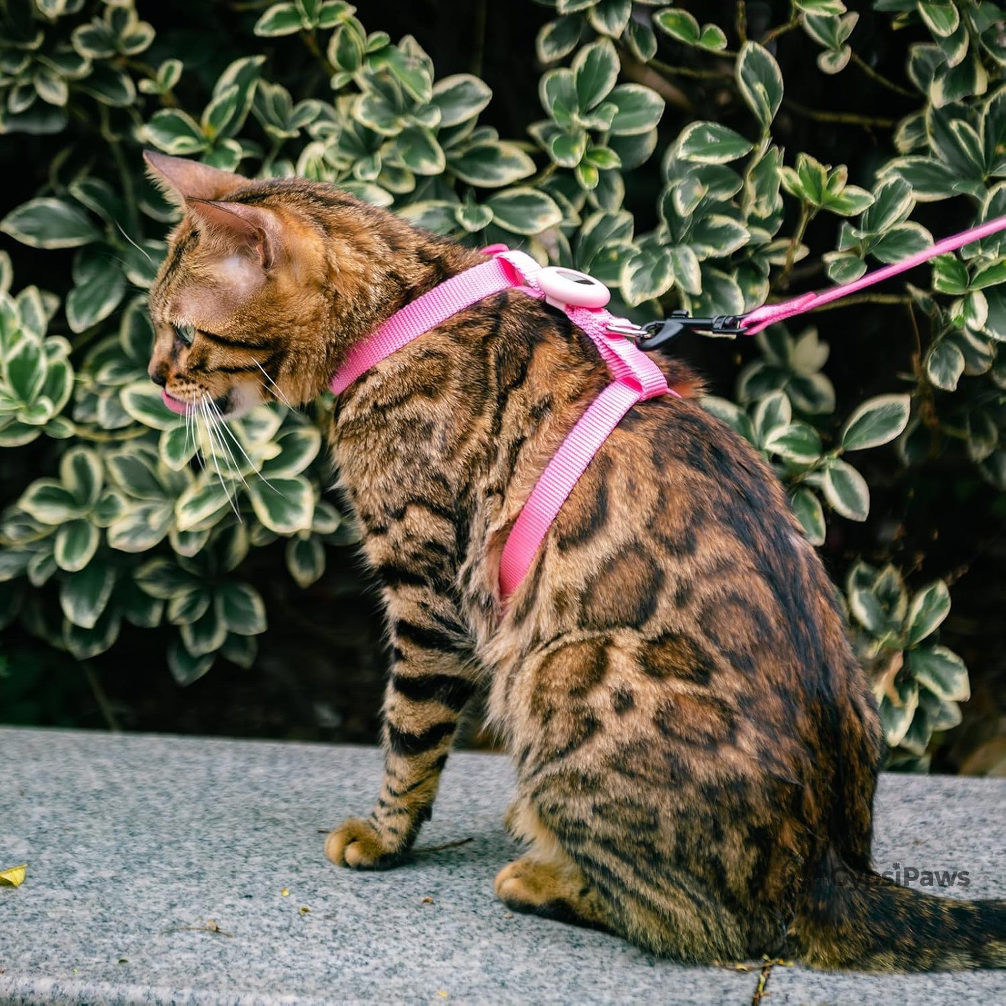 Cat wearing a pink harness and leash in front of green foliage